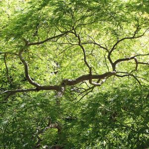 Acer palmatum ‘Green Lace’ – Japanese Maple – Maple – get a quote