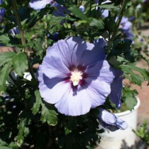 Hibiscus syriacus’Blue Satin’ – Rose of Sharon ‘Blue Satin’ get a quote