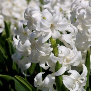 Hyacinthus ‘Polar Giant’ – Hyacinth – bulbs get a quote