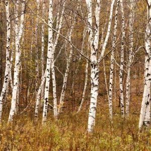 Betula papyyrifera – Canoe Birch – Paper Birch – White Birch – Birch – get a quote