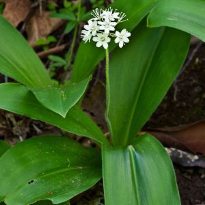 Clintonia umbellulata – Specked Wood-lily – get a quote