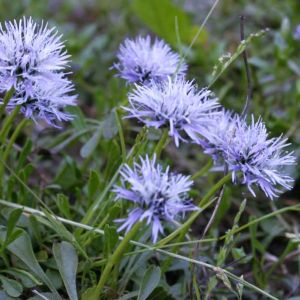 Globularia cordifolia – Globe Daisy – get a quote