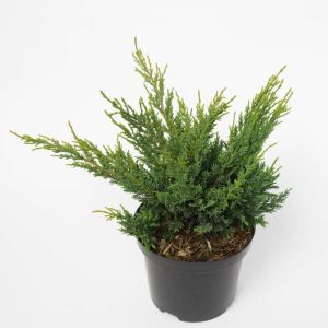 Juniperus chinensis ‘Blaauw’ – Juniperus x pfitzeriana ‘Blaauw’  – Chinese Juniper – Sabina – Juniper get a quote