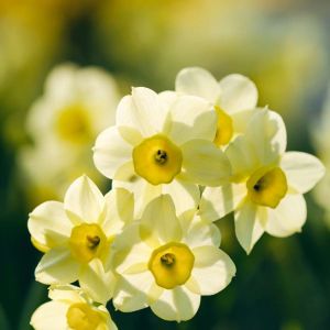 Narcissus ‘Minnow’ – Daffodil ‘Minnow’ get a quote