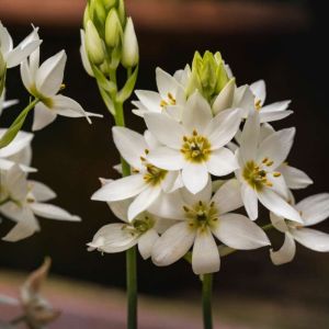 Ornithogalum thyrsoides – Chincherinchee – Star-of-Bethlehem – get a quote