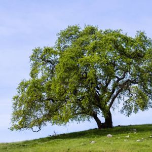 Quercus lobata – Quercus hindsii – Valley Oak – California White Oak – Oak – get a quote