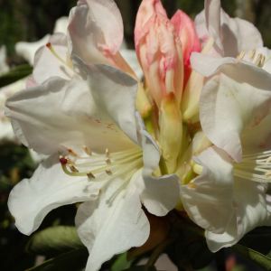 Rhododendron ‘Loderi King George’ – Azaleas – get a quote