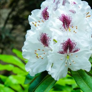 Rhododendron ‘Sappho’ – Azaleas – get a quote