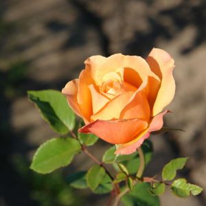 Rosa ‘Doris Tysterman’ – Rose ‘Doris Tysterman’ get a quote