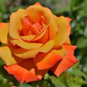 Rosa ‘Remember Me’ – Rose ‘Remember Me’ get a quote