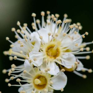 Viburnum acerifolium ‘ Dockmackie ‘ Possum-haw ‘ Maple-leaf Viburnum get a quote