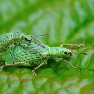 Polydrusus Weevil – Polydrusus impressiforns get a quote