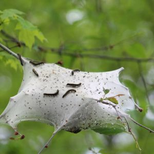 Tent Caterpillars – Fall Webworms get a quote