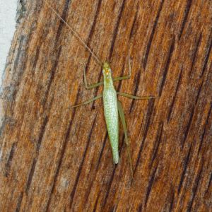 Tree Crickets – Oecanthus spp. get a quote