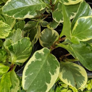 Peperomia get a quote