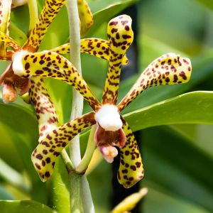 Arachnis – Scorpion Orchid get a quote