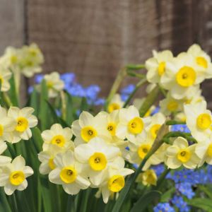 Narcissus ‘Pueblo’ – Daffodil ‘Pueblo’ get a quote