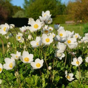 Anemone sylvestris – Snowdrop Anemone – Windflower get a quote