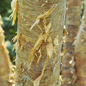 Betula ermanii ‘Grayswood Hill’ – Betula costata of gardens – Erman’s Birch – Gold Birch – Russian Rock Birch – Birch – get a quote