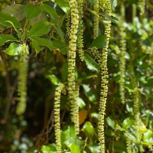 Itea ilicifolia – Hollyleaf Sweetspire – get a quote