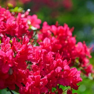 Rhododendron ‘Hinode-giri’ – Azaleas – get a quote