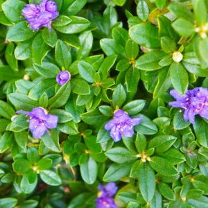 Rhododendron ‘Purple Gem’ – Azaleas – get a quote