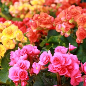 Begonia Rieger get a quote