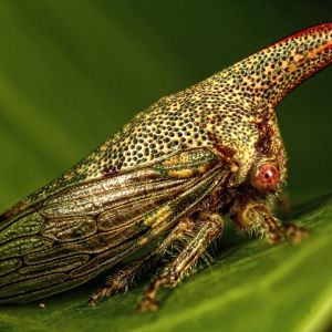 Oak Treehopper – Platycotis vittata get a quote