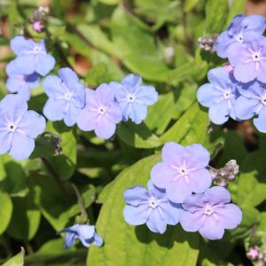 Omphalodes cappadocica ‘Cherry Ingram’ – Navelwort – get a quote