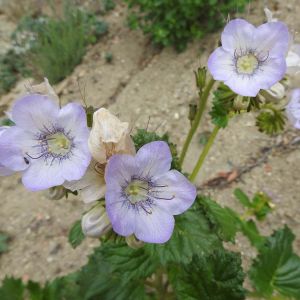 Phacelia randiflora – Scorpion Weed – get a quote