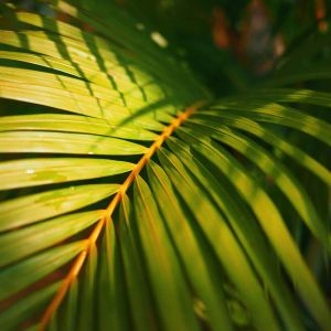 Areca triandra – get a quote