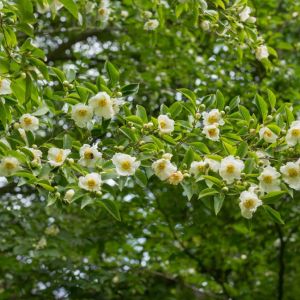 Stewartia pseudocamella – Japanese stewartia – get a quote