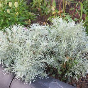 Artemisia schmidtiana – Silvermound – Satiny Wormwood – Mugwort – Sagebrush – Wormwood get a quote