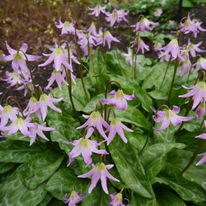 Erythronium revolutum ‘Pink Beauty’ – Western Trout Lily – Pink Trout Lily – Dog’s-tooth Violet – Trout Lily – Fawn Lily – get a quote