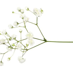 Gypsophila paniculata ‘Snowflake’ – Baby’s Breath – get a quote