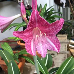 Hippeastrum reticulatum var. striatifolium – Amaryllis – Barbados Lily – get a quote