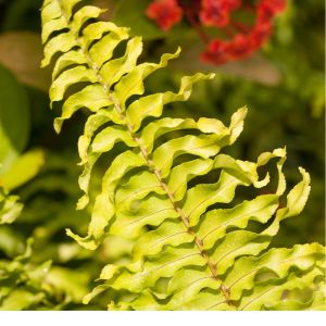 Nephrolepis exaltata ‘Golden Boston’ – Nephrolepis exaltata ‘Aurea’ – Sword Fern – get a quote