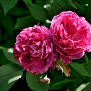 Rosa ‘Commandant Beaurepaire’ – Rose ‘Panachee d’Angers’ – Rose ‘Commandant Beaurepaire’ – Rosa ‘Panachee d’Angers’ get a quote