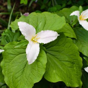 Trillium ovatum – Coast Trillium – Trinity Flower – Wakerobin – Wood Lily – get a quote