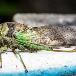 Dog-day Cicadas – Tibicen spp. get a quote