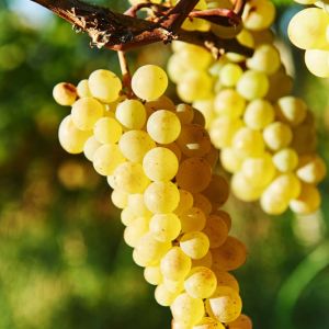 Vitis vinifera ‘Semillon’ – Grape get a quote