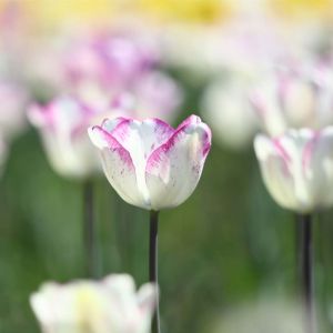 Tulipa ‘Shirley’ – Tulip ‘Shirley’ get a quote