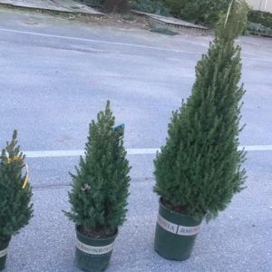 Picea – Plain Alberta Spruces get a quote
