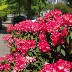 Rhododendron ‘Morgenrot’ – Azaleas – get a quote