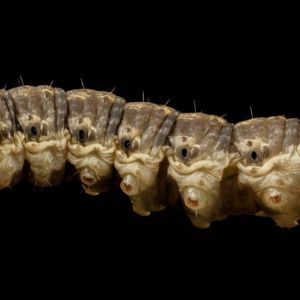 Black Cutworm – Agrotis ipsilon get a quote