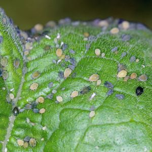 Cotton/Melon Aphid – Aphis gossypii get a quote