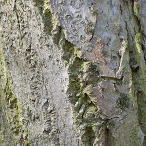 Phellodendron lavallei – Lavalle’s Cork Tree – Cork Tree – get a quote