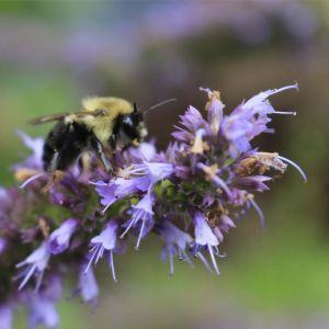 Anise hyssop – Agastasche foeniculm ‘Liqorice’ get a quote