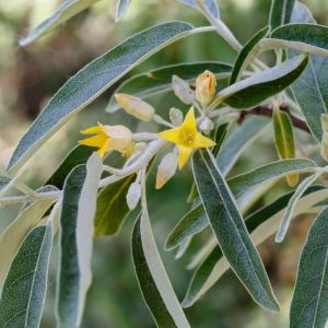 Elaeagnus angustifolia – Oleaster – Russian Olive – get a quote
