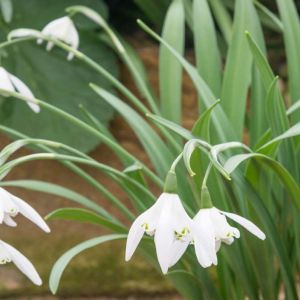 Galanthus ‘Lady Beatrix Stanley’ – Galanthus caucasicus of gardens ‘Double’ – Snowdrop get a quote